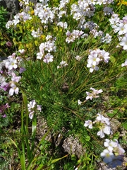 Gypsophila tenuifolia