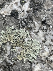Parmelioideae