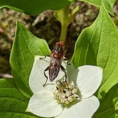Hammerschmidtia rufa