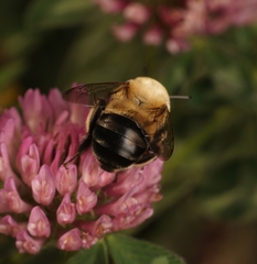 Anthophora montana