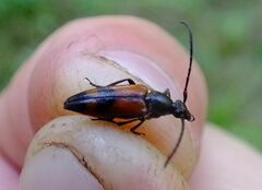 Stenurella bifasciata