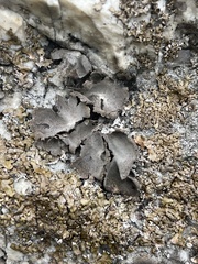 Umbilicaria