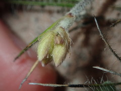 Conostylis pusilla