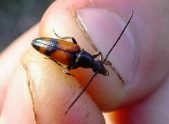 Stenurella bifasciata