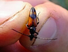 Stenurella bifasciata
