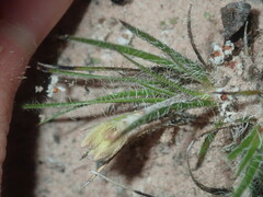 Conostylis pusilla