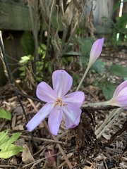 Colchicum