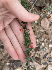 Grevillea crassifolia