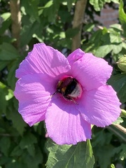 Bombus hypnorum