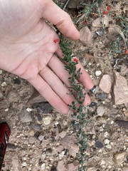 Grevillea crassifolia