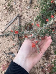 Grevillea crassifolia