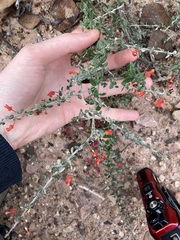 Grevillea crassifolia