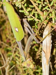Sphodromantis viridis