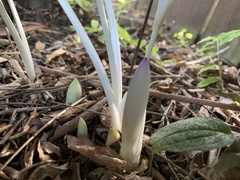 Colchicum