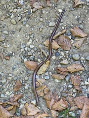 Anguis fragilis