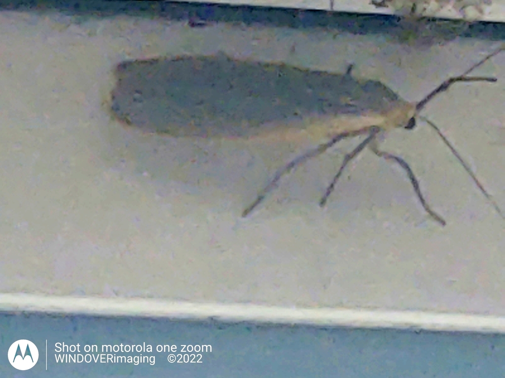 Dingy Footman from Milton Street, Polegate BN26 5RP, UK on September 2