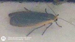 Eilema griseola