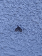 Clogmia albipunctata