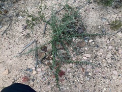 Grevillea crassifolia