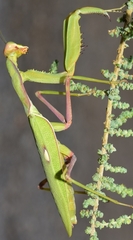 Sphodromantis viridis