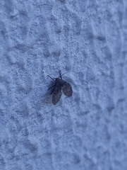 Clogmia albipunctata