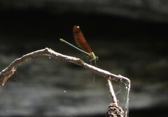 Calopteryx haemorrhoidalis