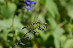Orthetrum albistylum speciosum