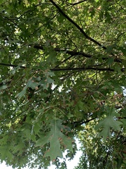 Quercus coccinea