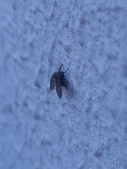 Clogmia albipunctata