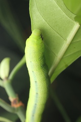 Macroglossum divergens