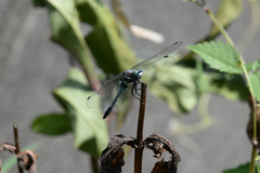 Orthetrum albistylum speciosum