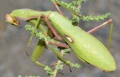Sphodromantis viridis