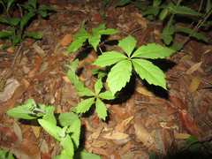 Parthenocissus inserta