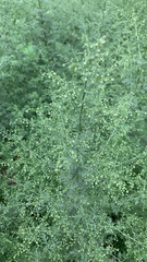 Artemisia annua