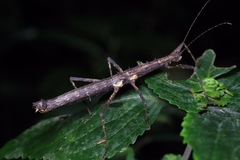 Neohirasea