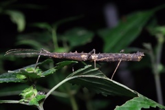 Neohirasea