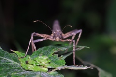 Neohirasea
