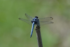 Orthetrum melania melania
