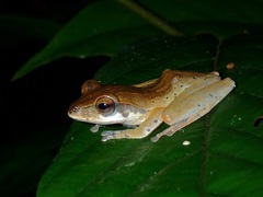 Polypedates macrotis