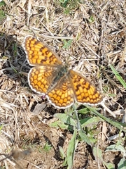 Melitaea