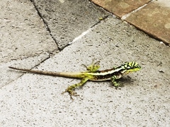 Diploderma splendidum