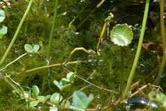 Ceriagrion melanurum