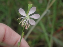 Oenothera podocarpa