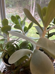 Kalanchoe luciae
