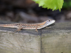 Takydromus tachydromoides