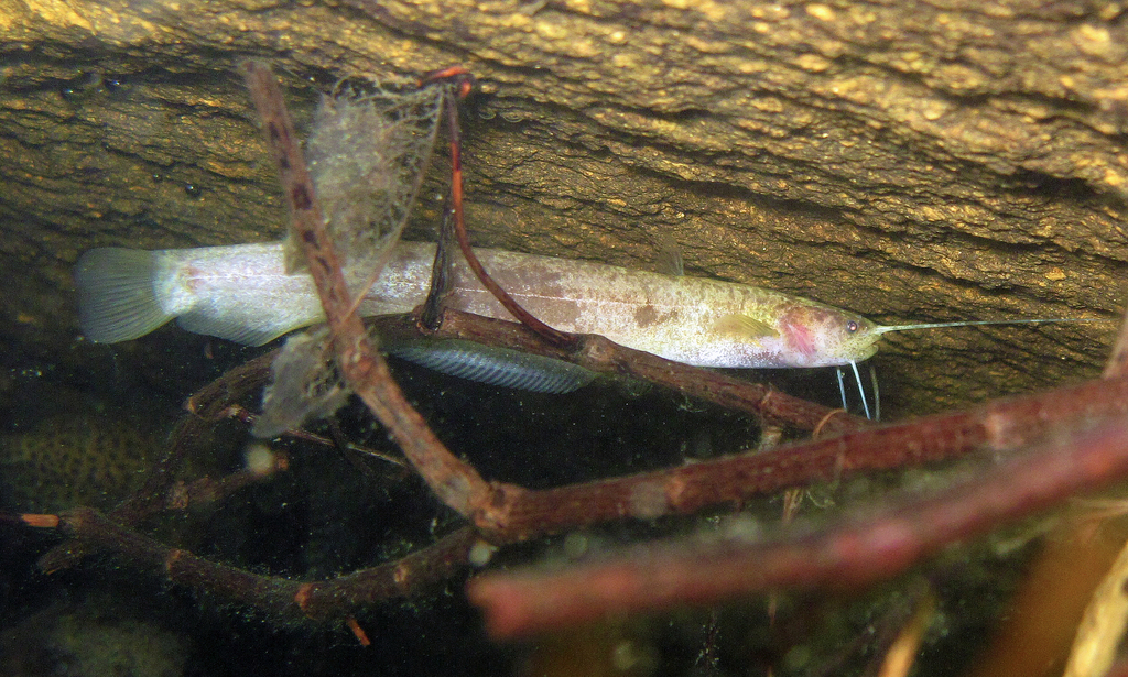 Pterocryptis