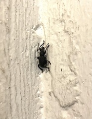 Otiorhynchus rugosostriatus