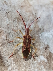 Gonocerus juniperi