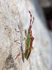 Gonocerus juniperi
