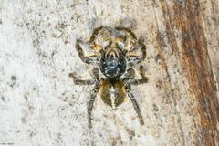 Aelurillus v-insignitus